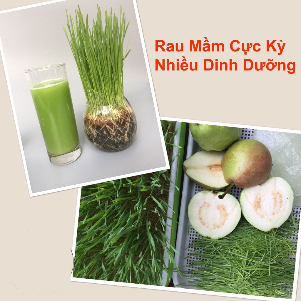 Khay trồng rau mầm thủy canh TH Garden - Khay nhựa trồng rau sạch thông minh - Nhựa nguyên sinh an toàn không độc hại