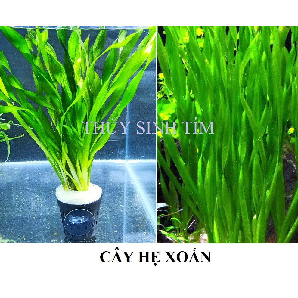 CÂY HẸ XOẮN [Cây Thủy Sinh]