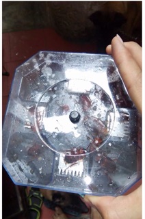 Máy bắt gián