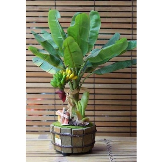 Cây chuối cảnh mini