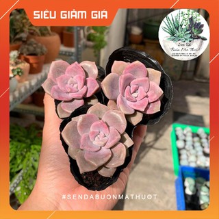 SEN ĐÁ HỒNG MẬP 🧚[SIÊU ĐẸP]🧚 - SEN ĐÁ BUÔN MA THUỘT