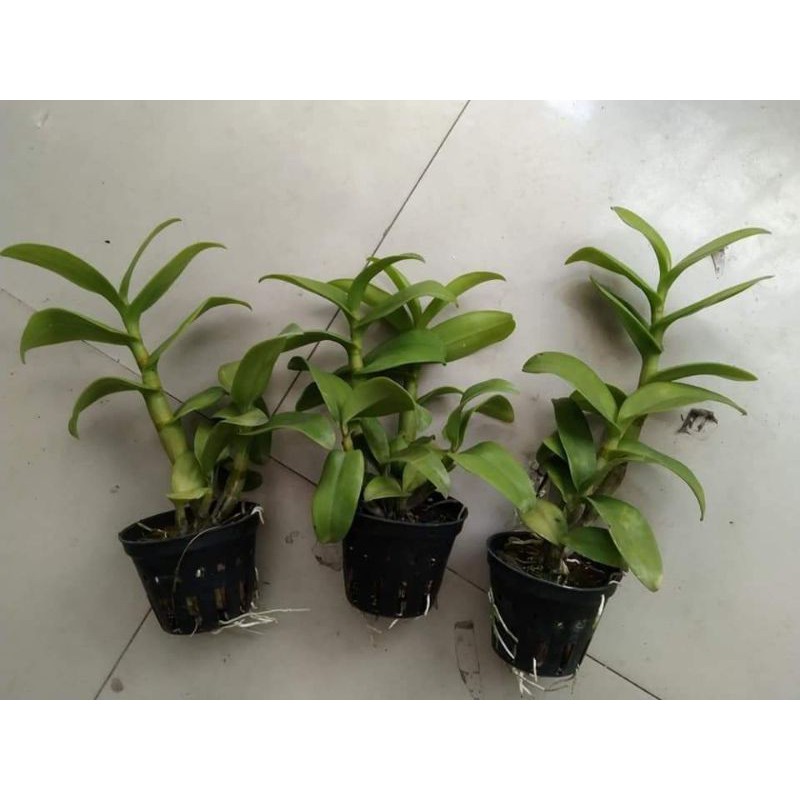 Hoa Lan Dendro vàng lưỡi đỏ cây trưởng thành sắp hoa