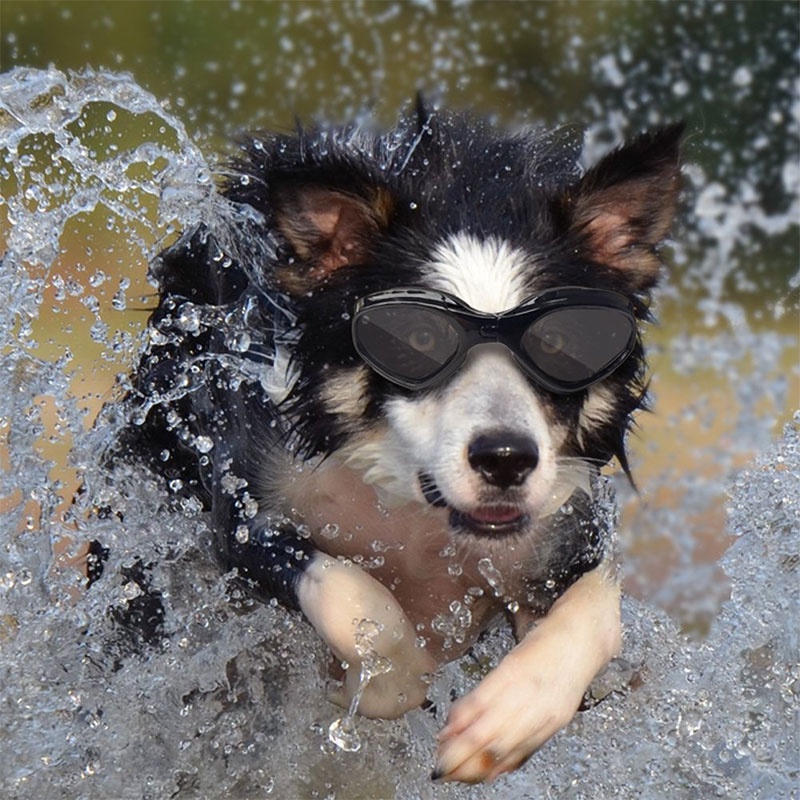 HamshMoc Mắt kính bảo vệ mắt chống tia UV chống gió/ nước/ sương mù có dây đeo điều chỉnh được cho thú cưng vừa và nhỏ