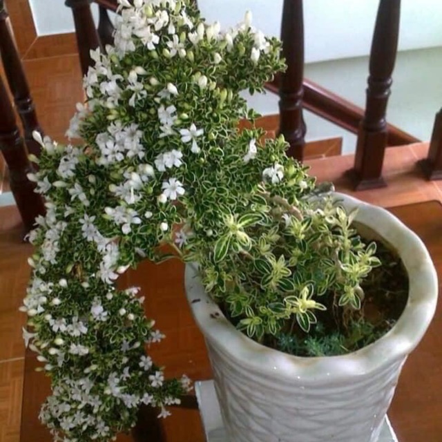 Cây giống bạch tuyết mai chậu nhỏ / chậu lớn đang hoa /tuyết tùng/chậu bon sai