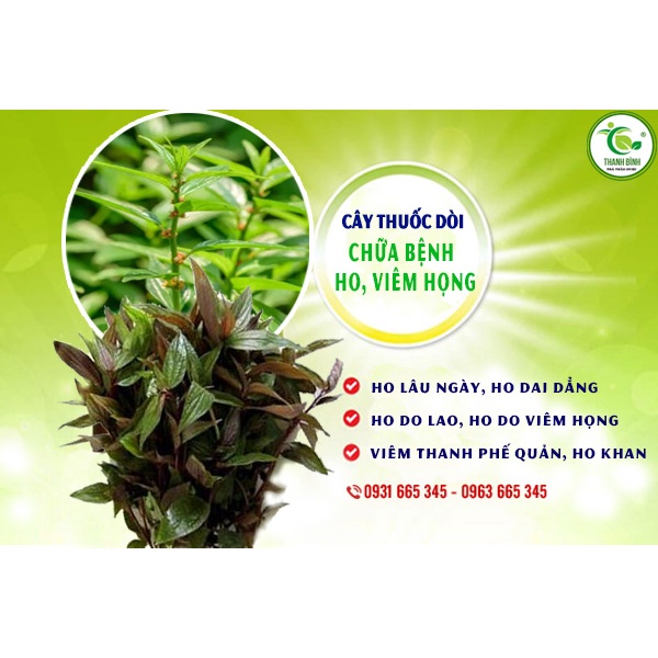 Cây Thuoc Dòi Khô  Tía 981SP PV