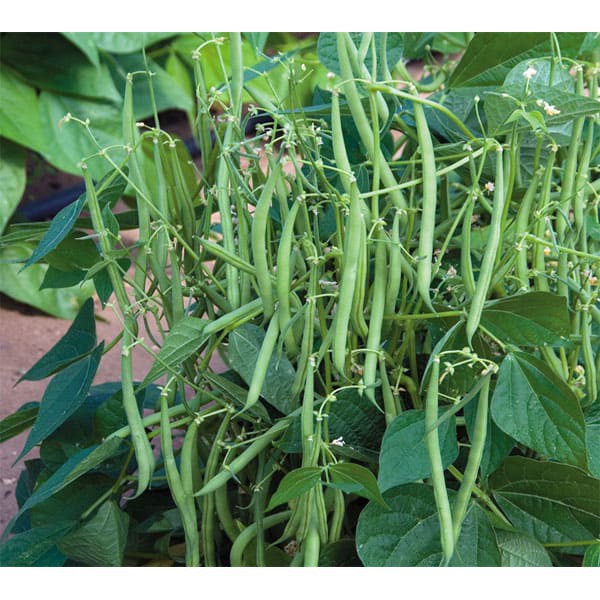 Hạt Giống Đậu Cove Bụi Lùn (Hàng Loại 1)