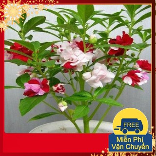 Hạt Giống Hoa Móng Tay Kép Mix