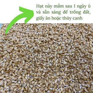 01KG CỎ LÚA MẠCH NHẬP KHẨU ÚC - DATE MỚI