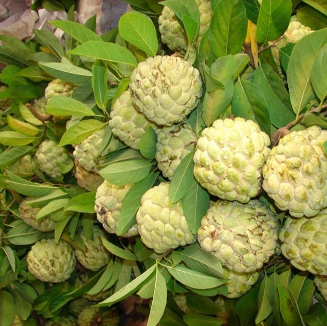 Na thái  29k / nhánh