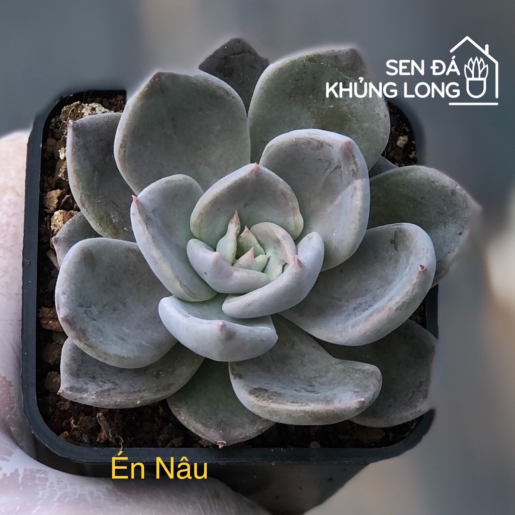 sen đá Én Nâu - echeveria sliver queen