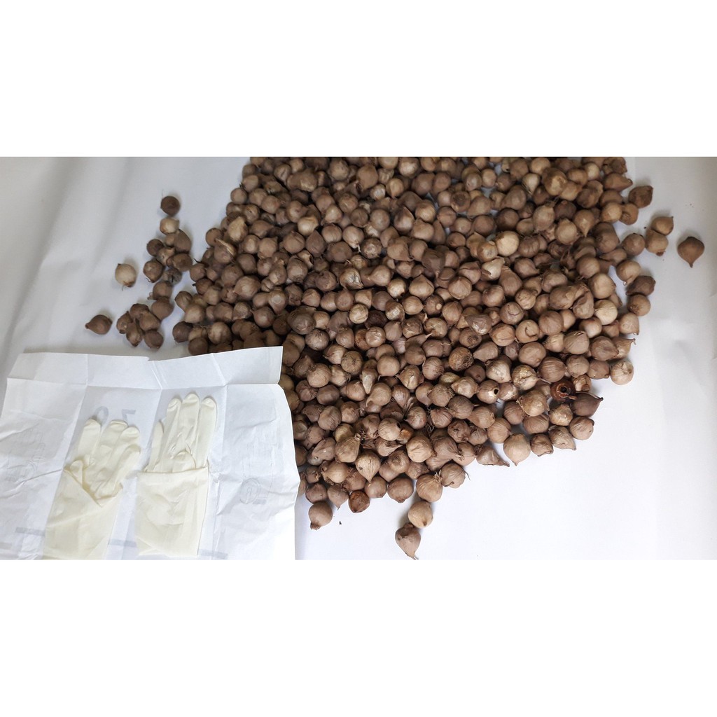 Freeship 0.5 kg tỏi đen cô đơn loại 1 -Tỏi Đen Nhà Xanh | BigBuy360 - bigbuy360.vn
