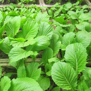 Hạt giống rau cải bẹ xanh mỡ