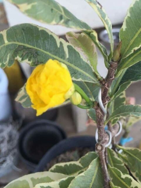 Cây Mai Vàng Lá Màu Cam Thạch