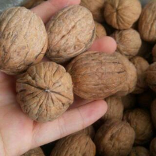 Hạt óc chó