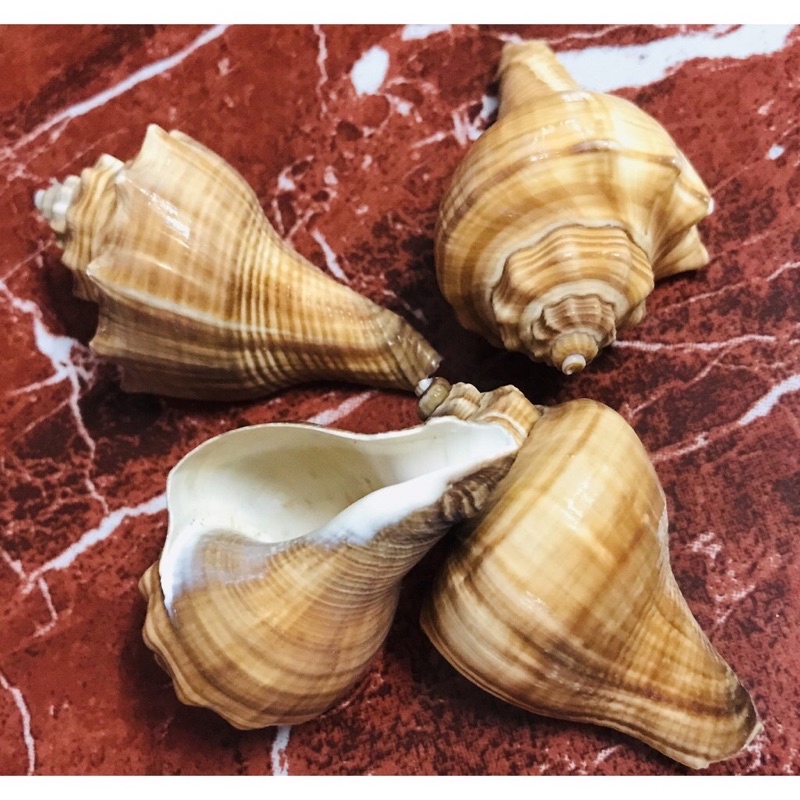 Vỏ Đùi Gà Size S M