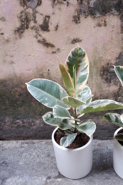 Cây Đa Cẩm Thạch(Marble Rubber Tree, Ficus Elastica Tineke)