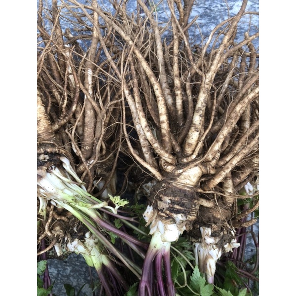 Sâm đương quy tươi 80k/kg