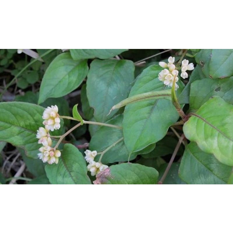 1KG Cây Thồm Lồm