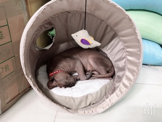 Nhà Cho Chó Mèo