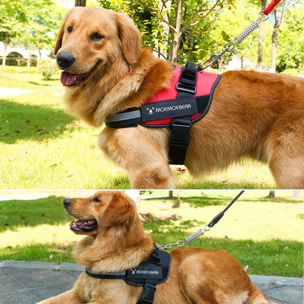 Dây Dắt Thú Cưng Đi Dạo Không Cần Kéo Có Thể Điều Chỉnh LAYOR1