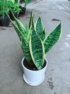 Chậu Lưỡi Hổ Cao