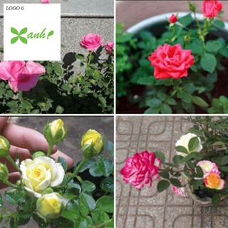 Gói 20 Hạt Giống Hoa Hồng Tỉ Muội