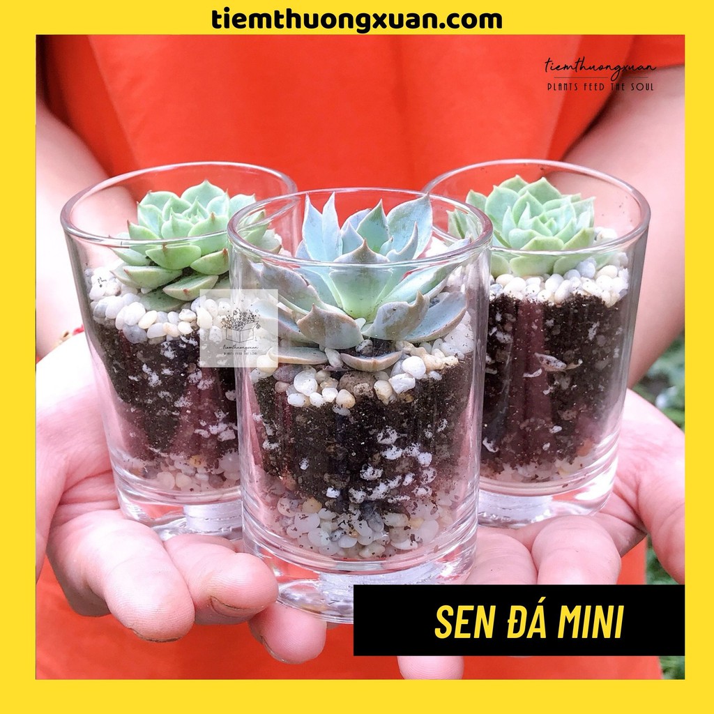 Sen đá mini - Terra mini - Combo sen đá - Tiệm Thường Xuân