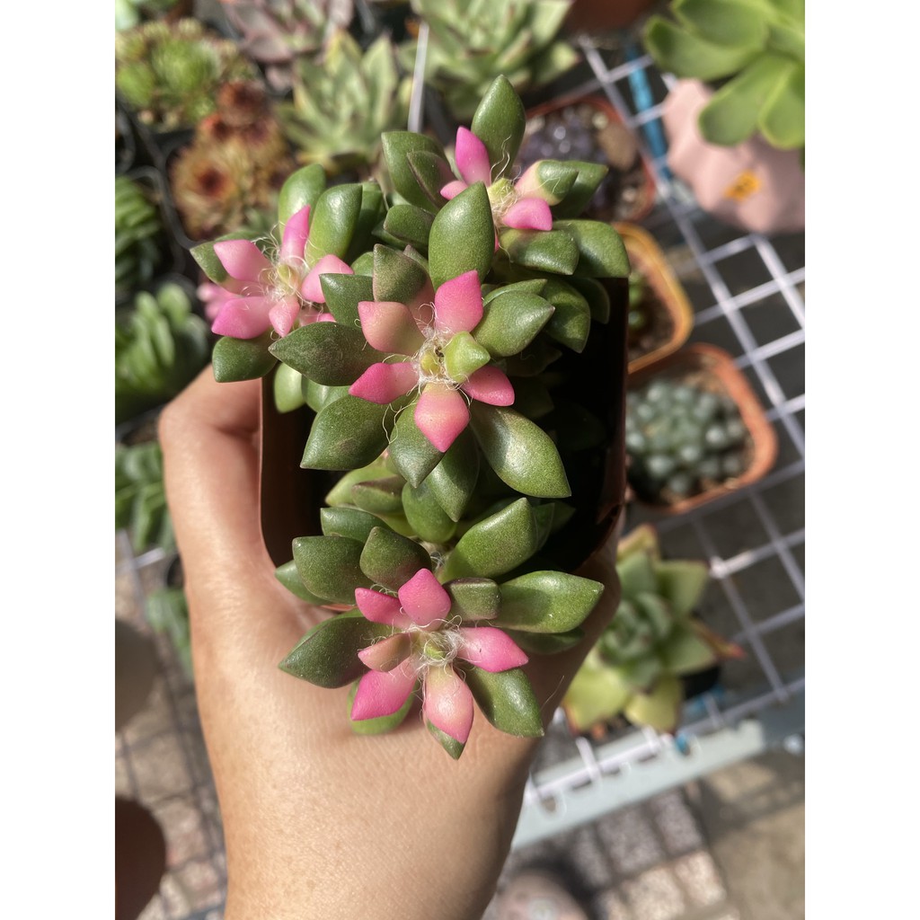 SEN ĐÁ HỒNG SAO SIZE TRUNG