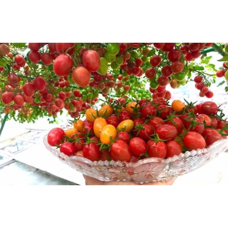 Hạt giống cà chua leo giàn bạch tuộc siêu quả F1
