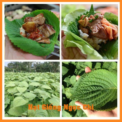 Hạt Giống Lá Mè Hàn Quốc (Rau Thơm Mè/Vừng Hàn Quốc) Chuyên Ăn Nướng