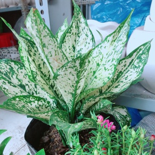 Ngọc ngân size lớn