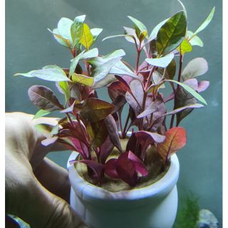 Rubi đỏ (thủy sinh Nha Trang)