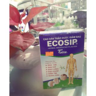 Cao dán thảo dược ecoship
