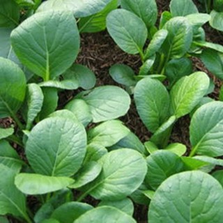 HẠT GIỐNG CẢI NGỌT - 20 Gram