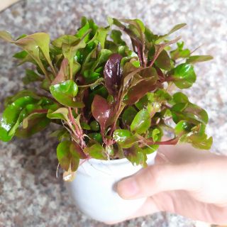 Cây thủy sinh HỒNG BA TIÊU.