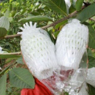 Túi mút xốp bao trái cây Ổi ( 1KG=300 túi)