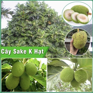 Cây sake không hạt siêu trái chiều cao từ 1m3-1m5