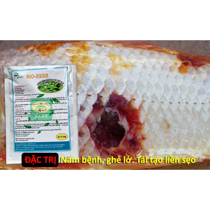 Xử lý ao nuôi Cá Koi, Ếch, Lươn bị bệnh nấm, lở loét ngoài da. Chế phẩm Thảo Dược BIO-HERB. Chiết xuất 100% Thiên Nhiên