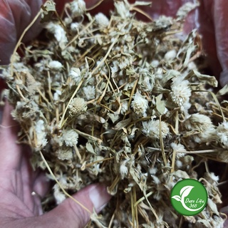 Cây Nở Ngày Đất khô Cam kết hàng chuẩn không mốc