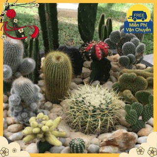 Hạt Giống Sương Rồng Mix