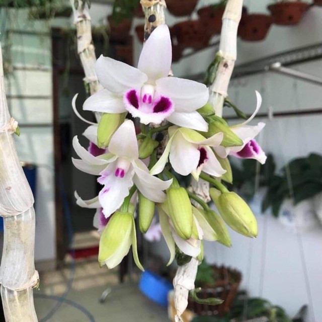 PHI ĐIỆP ÁM MẮT TRÂU LƯNG XANH PHÚ THỌ, CÂY GIỐNG TO KHỎE, ĐẢM BẢO MẶT HOA GIÁ RẺ