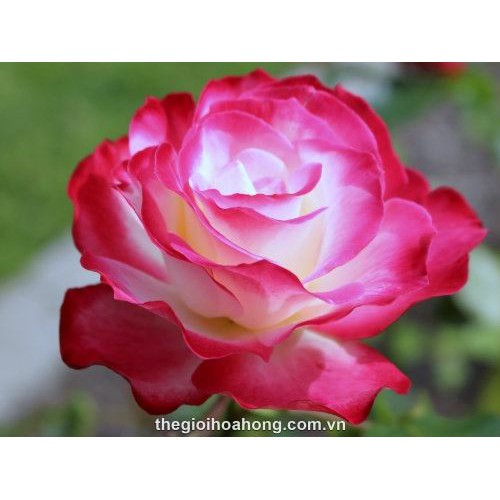 COMBO 35 GỐC HOA HỒNG NGOẠI+ ( giảm giá sốc