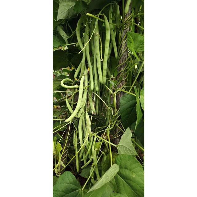 Hạt giống Đậu cove  cao sản VA.888 hạt đen hoa tím 20g, 50g, 100g