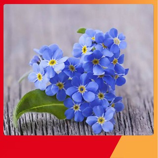 Hạt Giống Hoa Lưu Ly
