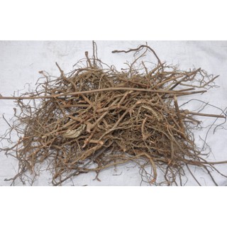 Cây mắc cỡ khô