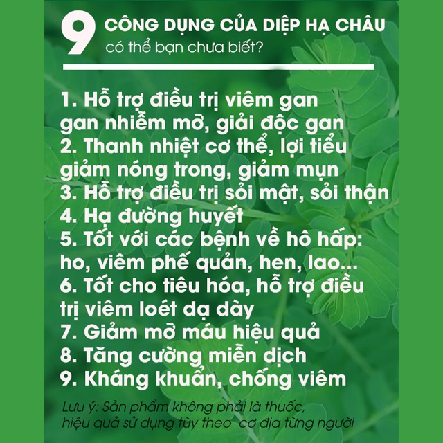 Trà túi lọc diệp hạ châu Ngọc Duy, gói 80 túi lọc hỗ trợ giải độc gan, đặc sản Đà Lạt làm quà