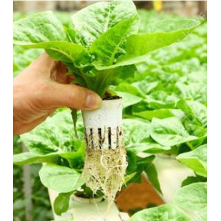 Combo 50 Rọ Thủy Canh 65x65x40
