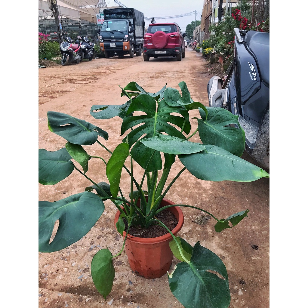 Cây trầu bà Nam Mỹ lá xẻ, trầu bà monstera   cao 45cm lá xanh bóng, trang trí nội thất