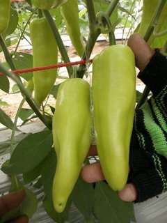 HẠT GIỐNG ỚT ĐÙI GÀ THÁI LAN