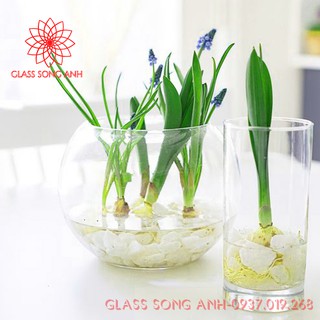 COMBO CHẬU CÁ THỦY TINH MINI, BÌNH THỦY TINH TRỒNG CÂY THỦY SINH